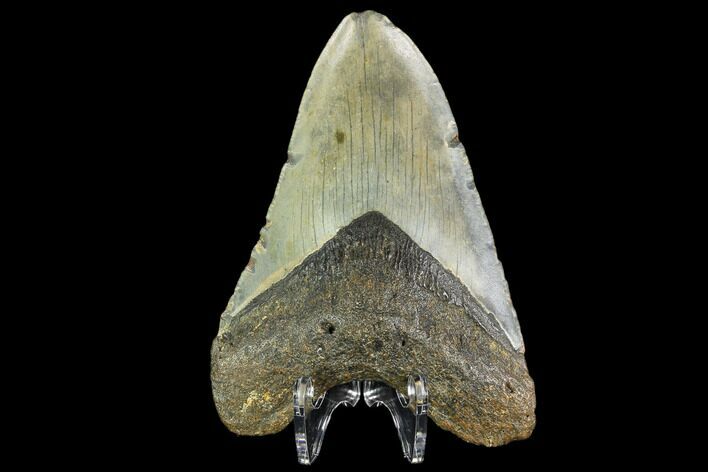 Fossil Megalodon Tooth - North Carolina #109825